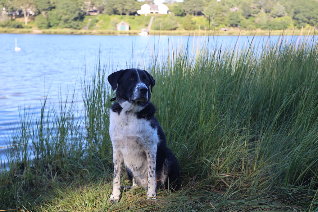 Cape Cod is very dog friendly, so you will be able to travel with your entire family. Many of our rental homes allows well-manned dogs.
