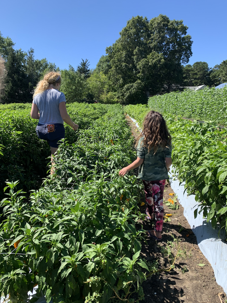 Farming, gardening and foraging are common activities every summer on the Cape