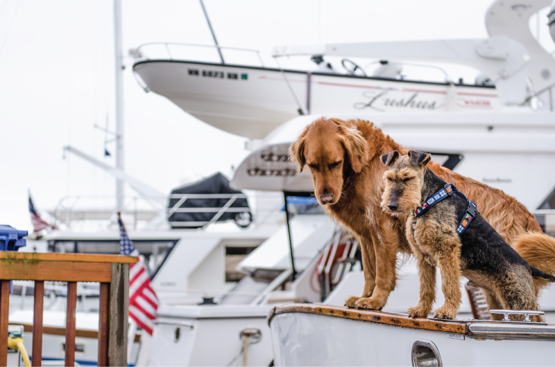 Two Dogs Sailing on Cape Cod during their stay with at a Nauset Rental property.