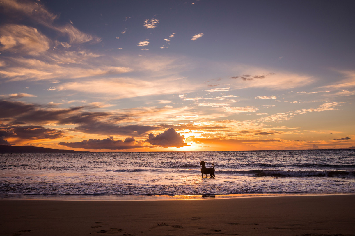 A dog on the beach at sunset. Dogs are allowed on many Cape Cod beaches either on lease or voice controlled.