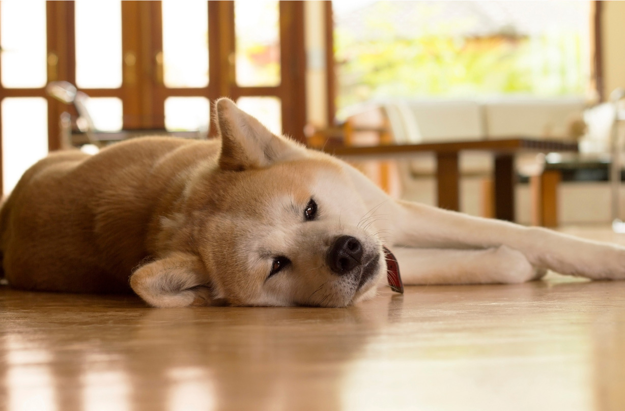 A dog sleeps while it's owners are away in one of Nauset Rental's dog-friendly vacation homes