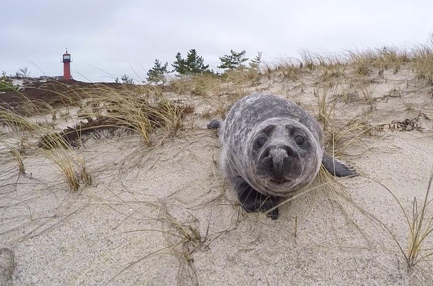 Walking the beach on a rainy day, you may stumble across a Cape Cod seal in the dunes.